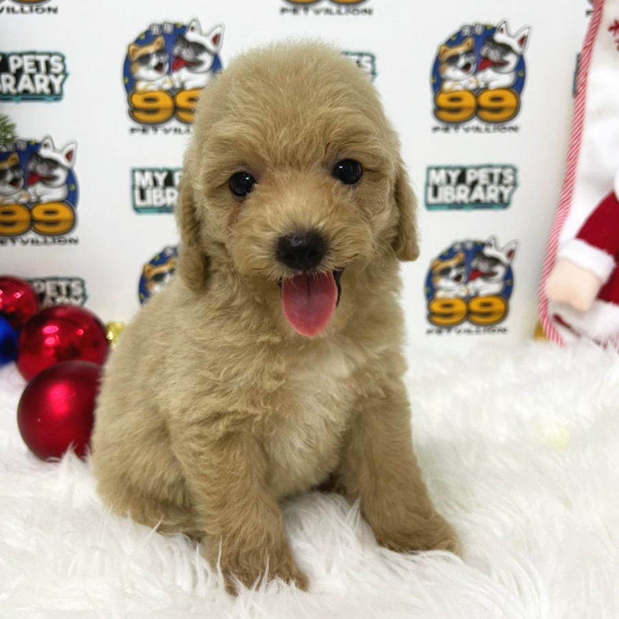 Toy Poodle Puppy (Female) For Sale