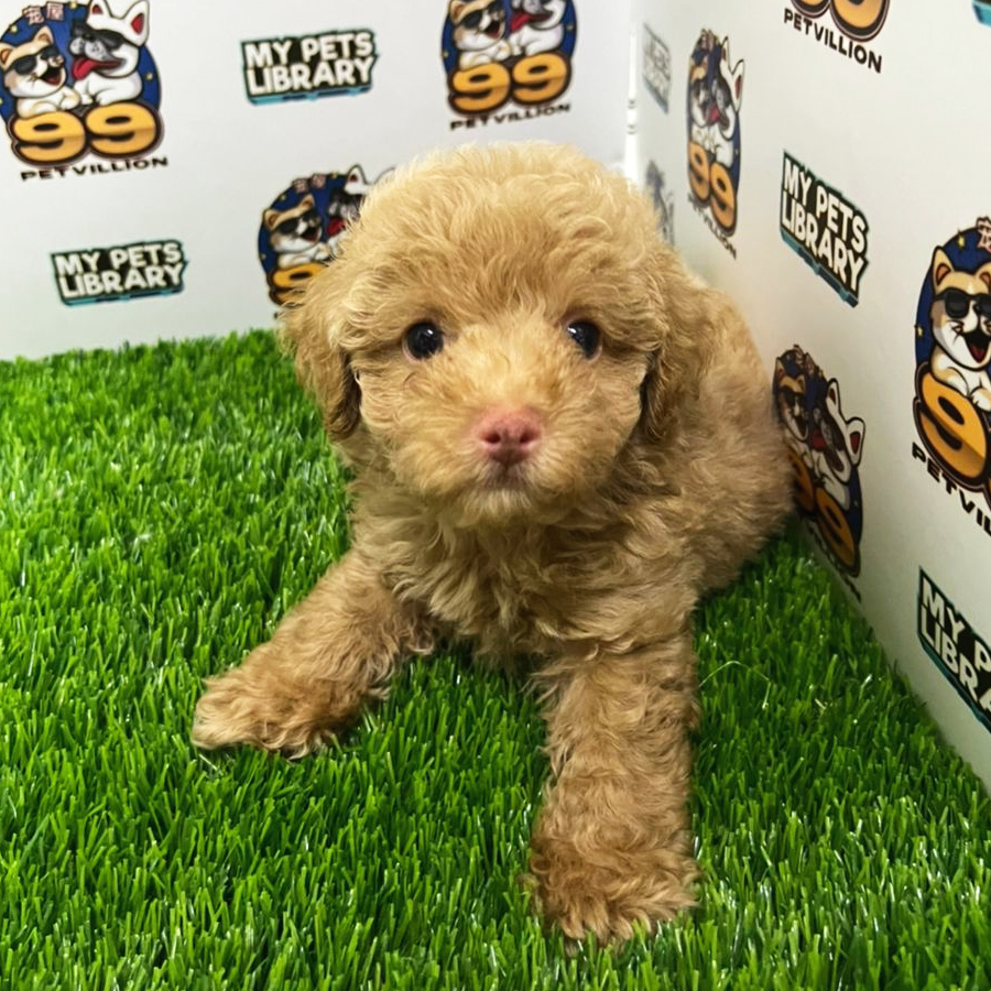 Toy Poodle Puppy (Male) For Sale