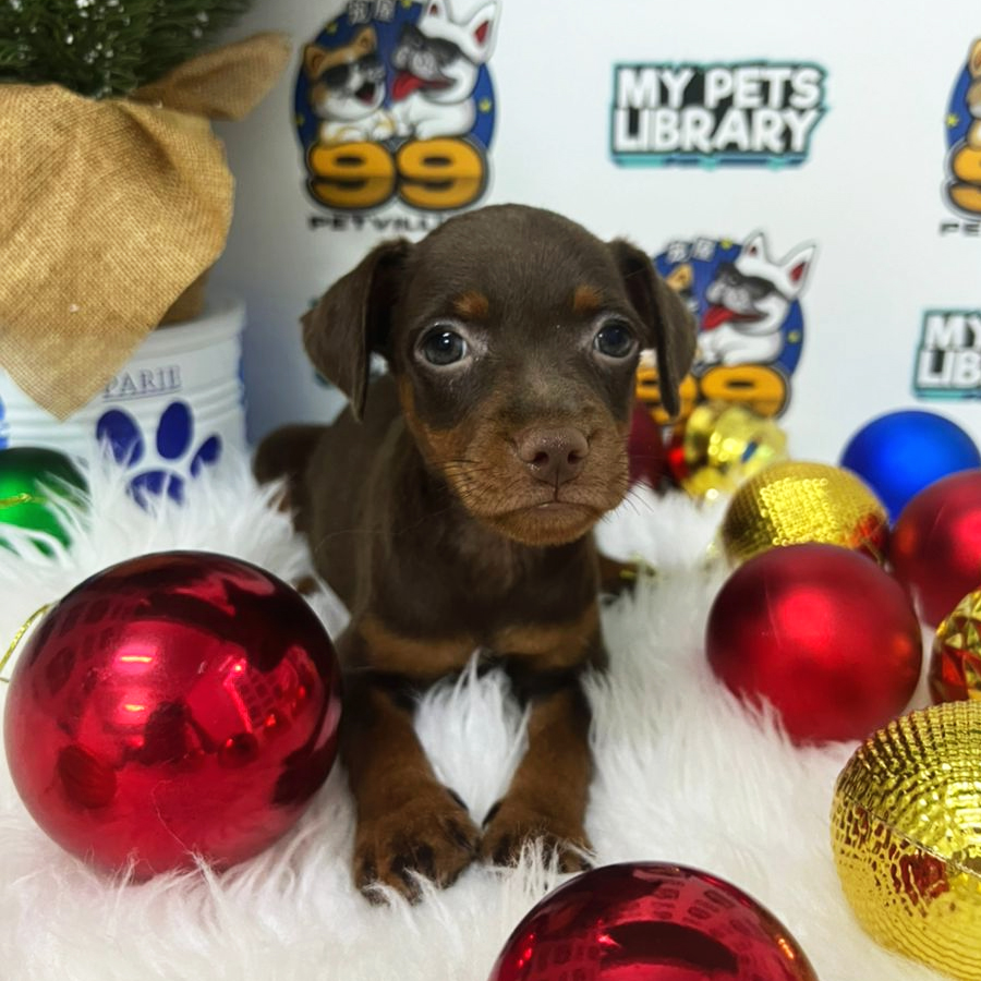 Miniature Pinscher Puppy (Female) For Sale