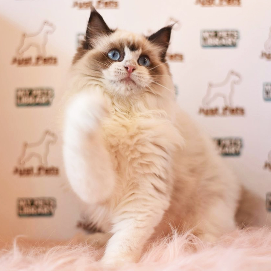 Ragdoll Kitten (Male) For Sale