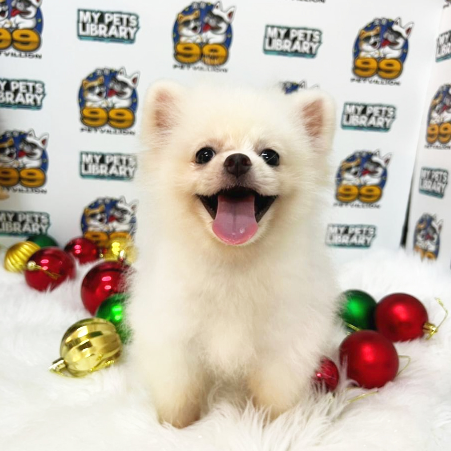 Pomeranian Puppy (Male) For Sale