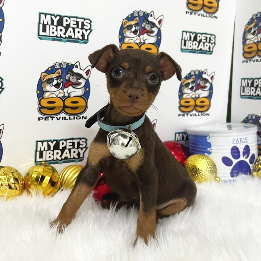 Miniature Pinscher Puppy (Female) For Sale
