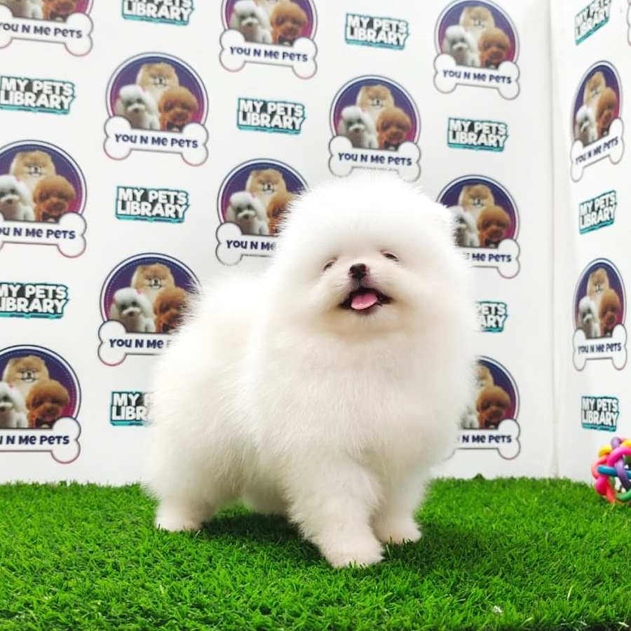 MKA Tiny Pomeranian Puppy (Female) For Sale