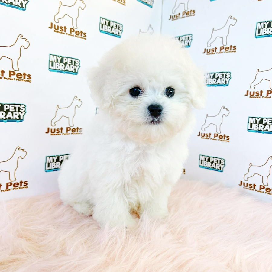 Korea Imported Mini Bichon Puppy (Male) For Sale