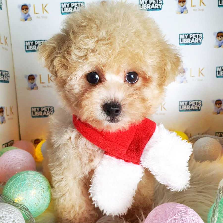 Toy Poodle Puppy (Male) For Sale