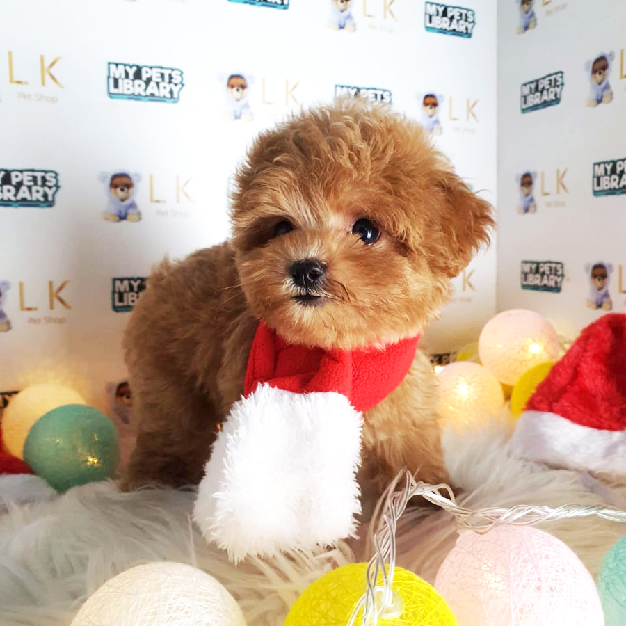 Toy Poodle Puppy (Male) For Sale
