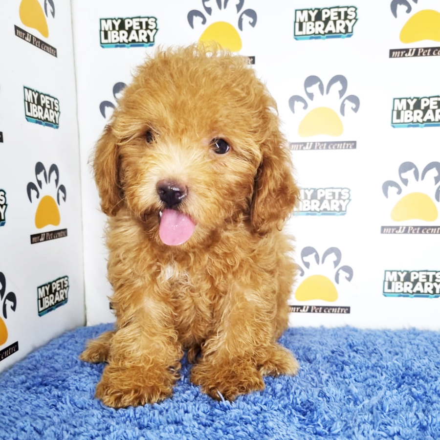 Toy Poodle Puppy (Male) For Sale