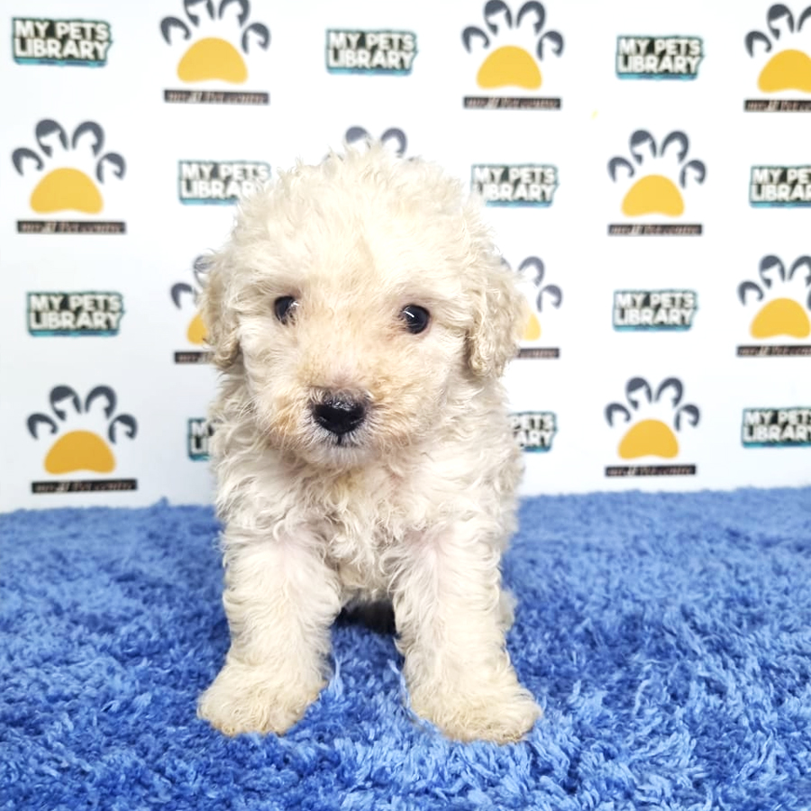 Toy Poodle Puppy (Male) For Sale