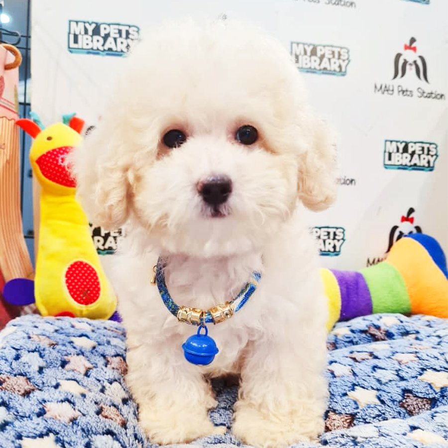 Toy Poodle Puppy (Male) For Sale