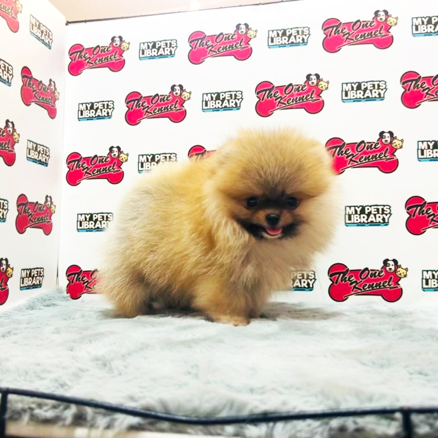 MKA Pomeranian Puppy (Male) For Sale