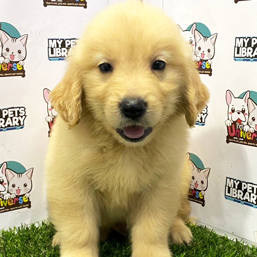 Golden Retriever Puppy (Male) For Sale