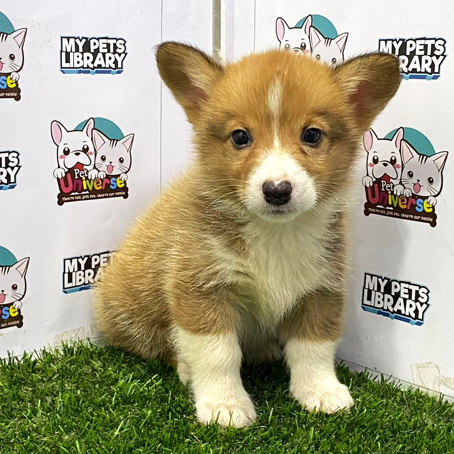 Welsh Corgi Puppy (Male) For Sale