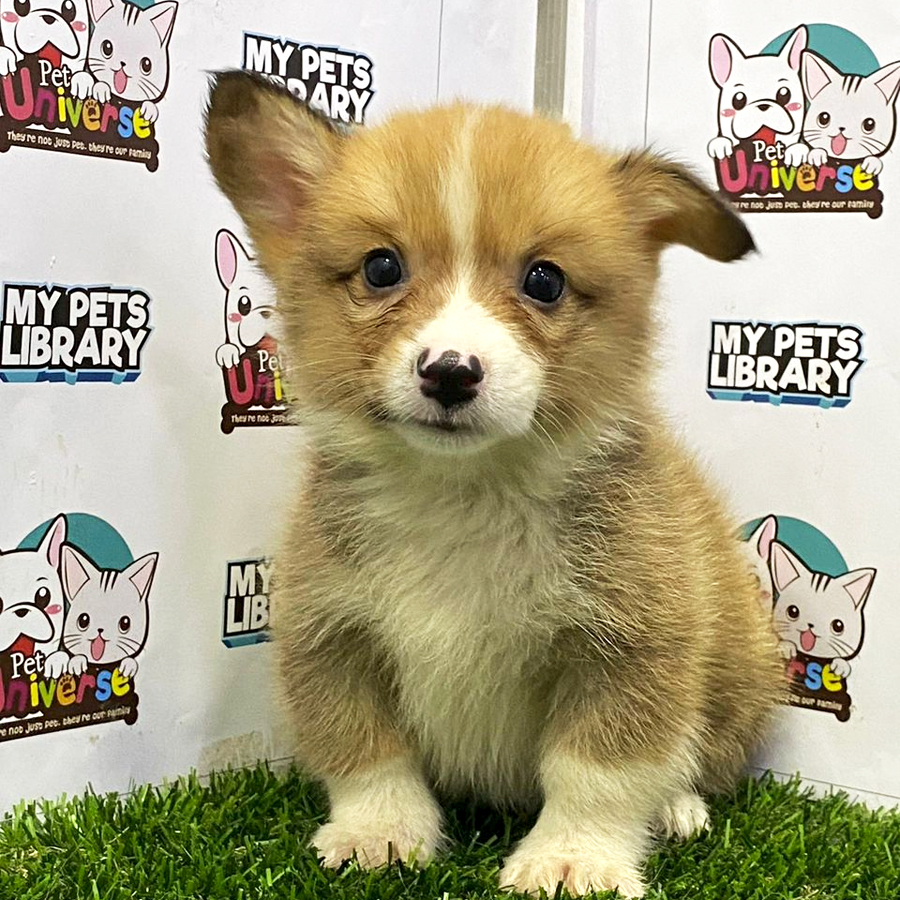 Welsh Corgi Puppy (Male) For Sale