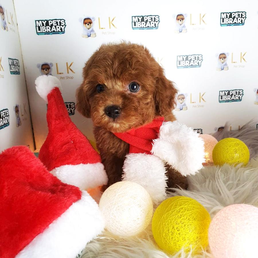 Toy Poodle Puppy (Male) For Sale