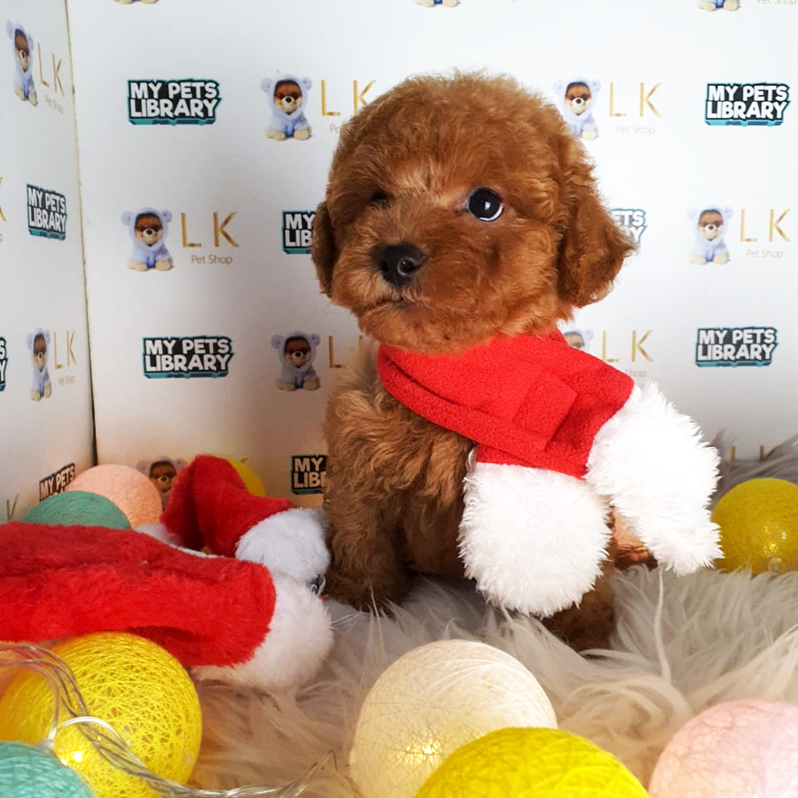 Maltipoo Puppy (Male) For Sale