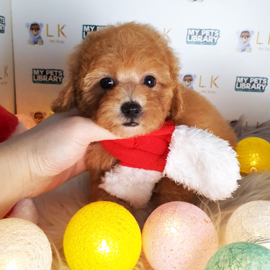 Maltipoo Puppy (Female) For Sale