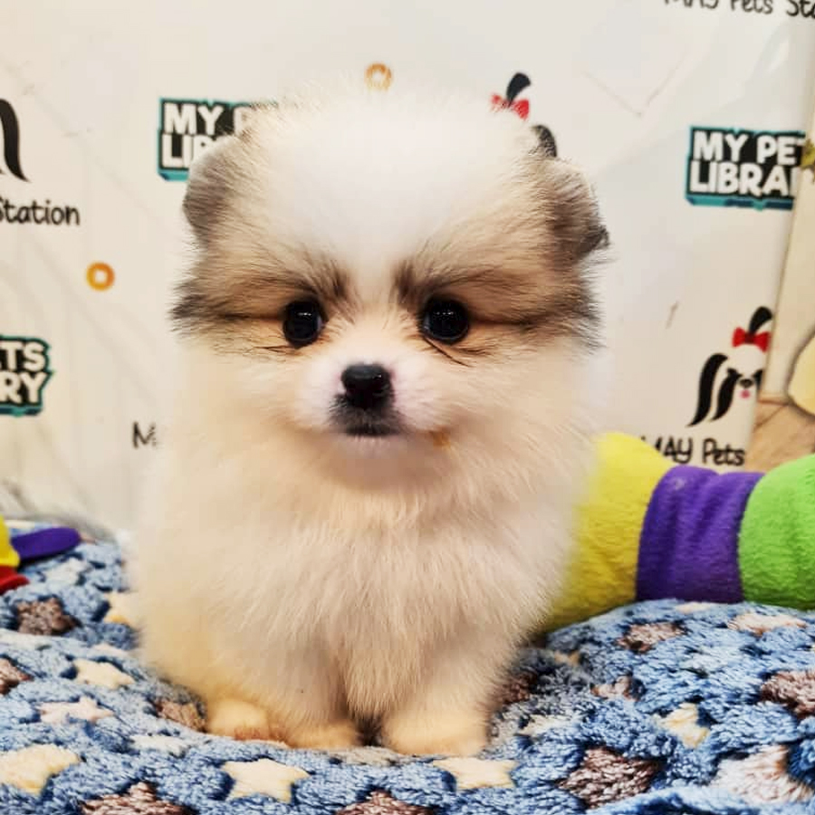 Pomeranian Puppy (Male) For Sale