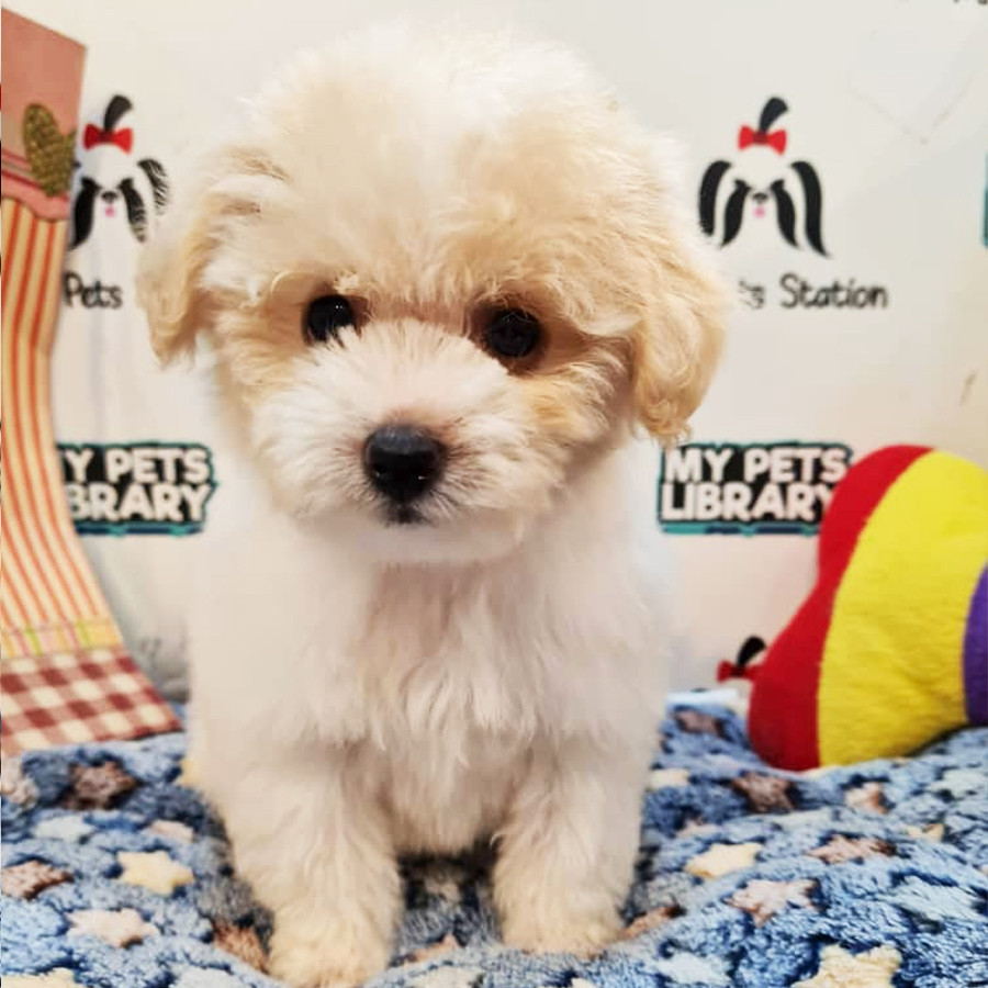 Maltipoo Puppy (Female) For Sale