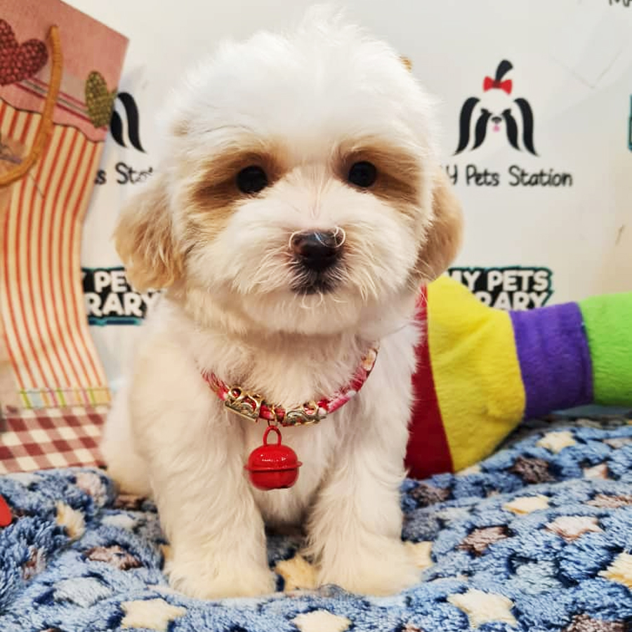 Maltipoo Puppy (Female) For Sale