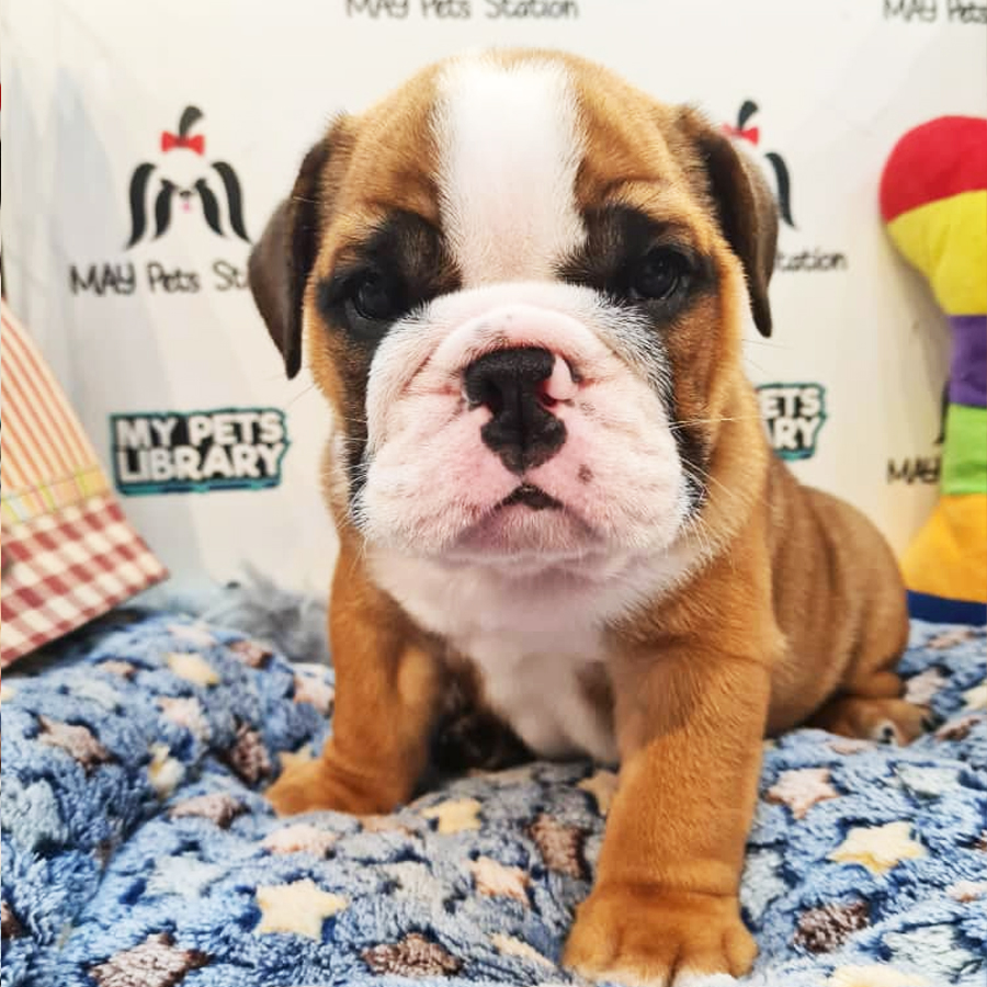 English Bulldog Puppy (Male) For Sale