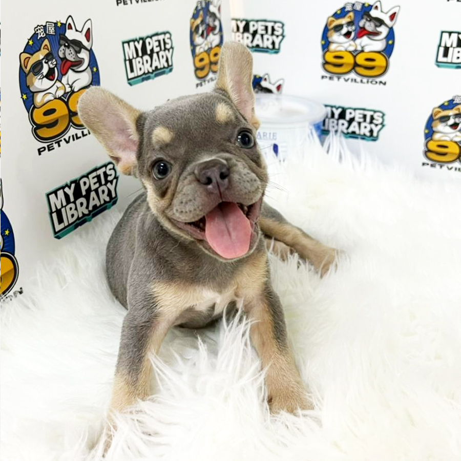 French Bulldog Puppy (Female) For Sale