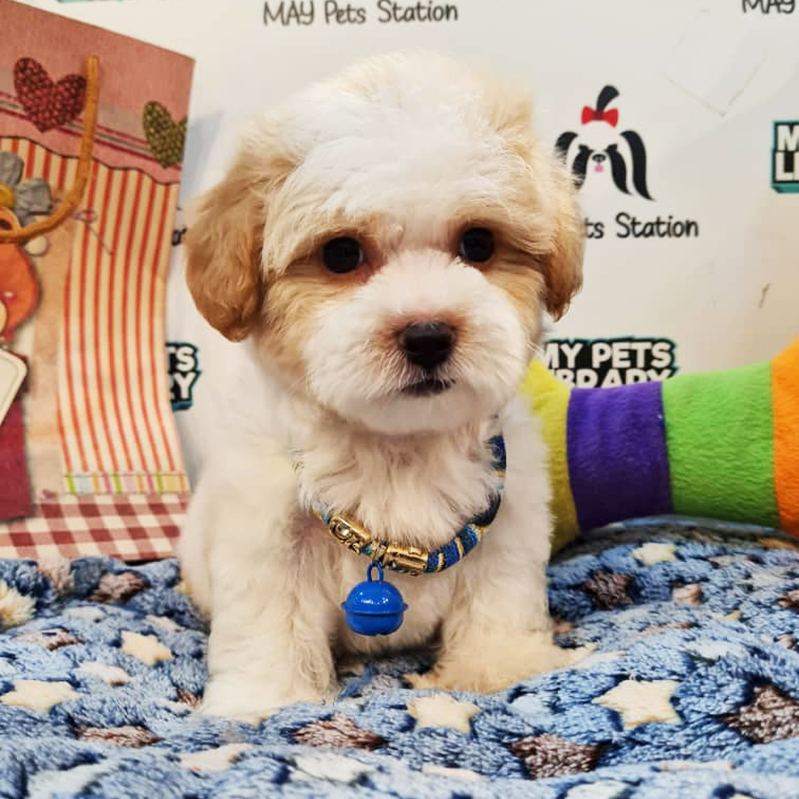 Maltipoo Puppy (Male) For Sale