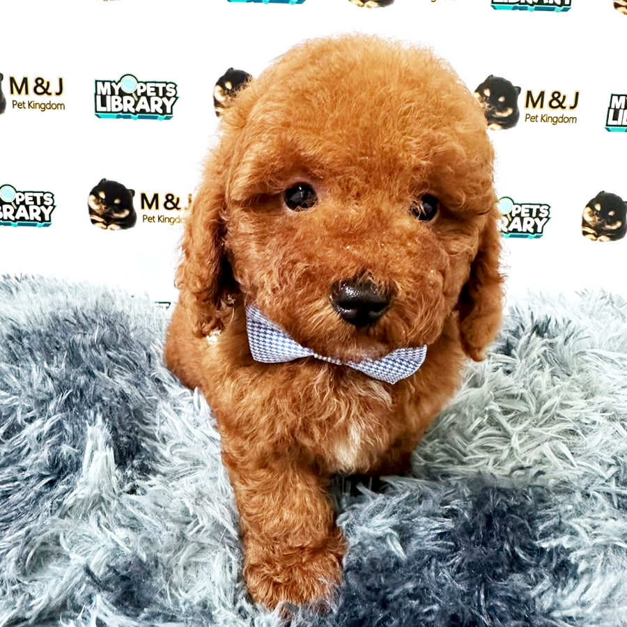 Toy Poodle Puppy (Male) For Sale