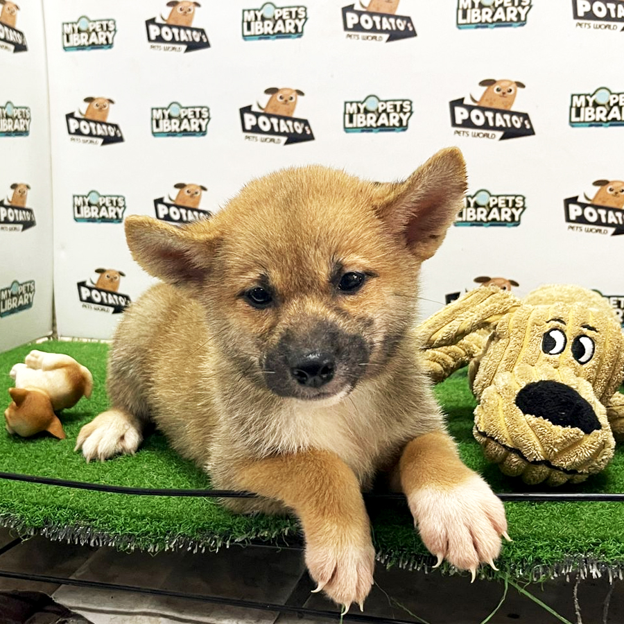Shiba Inu Puppy (Male) For Sale