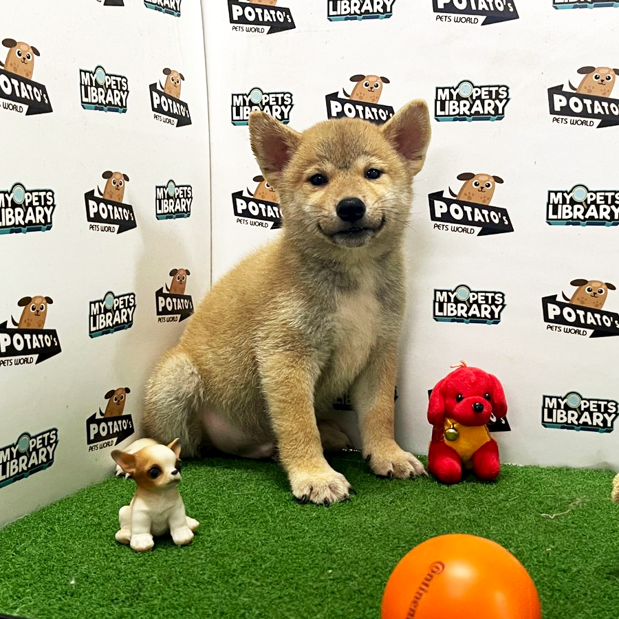 Shiba Inu Puppy (Male) For Sale