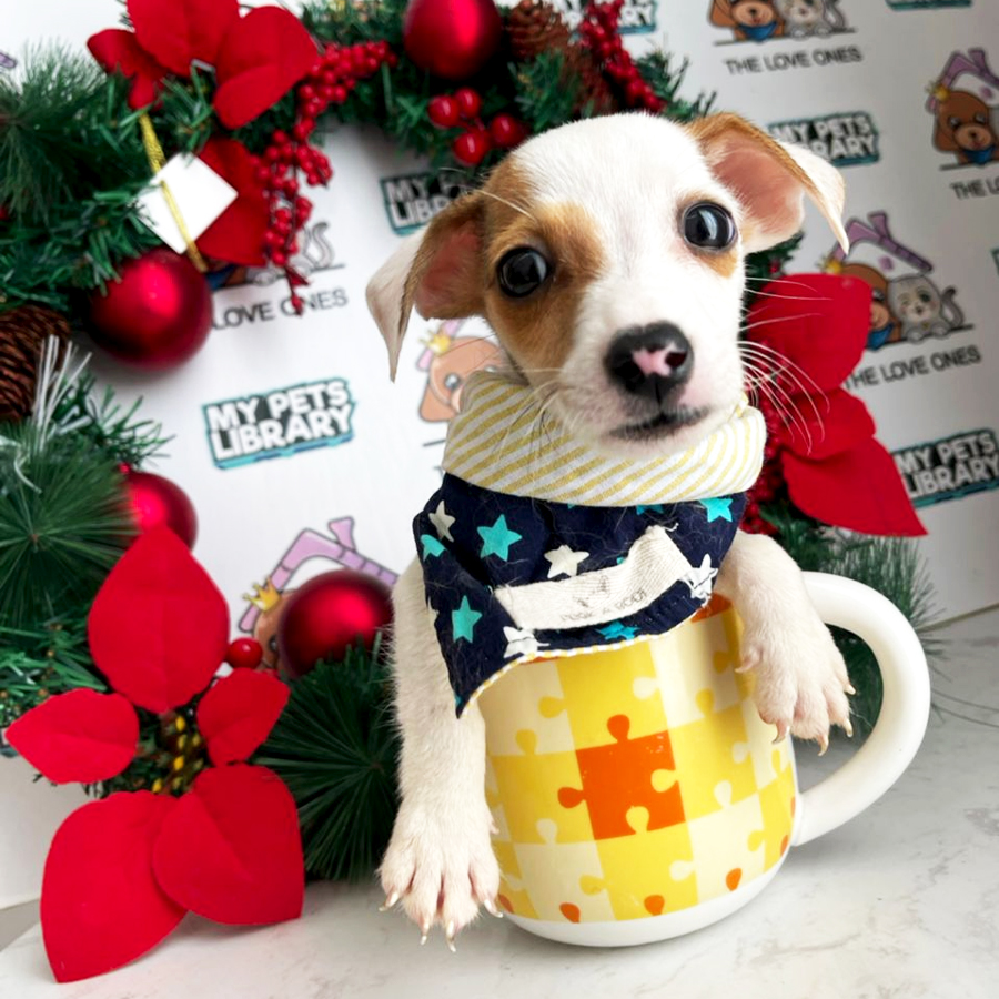 Mini Jack Russell Puppy (Male) For Sale