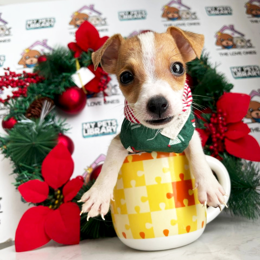 Mini Jack Russell Puppy (Male) For Sale