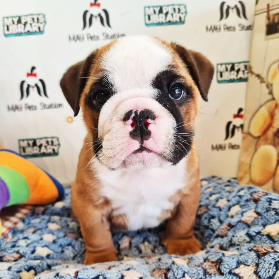 English Bulldog Puppy (Male) For Sale