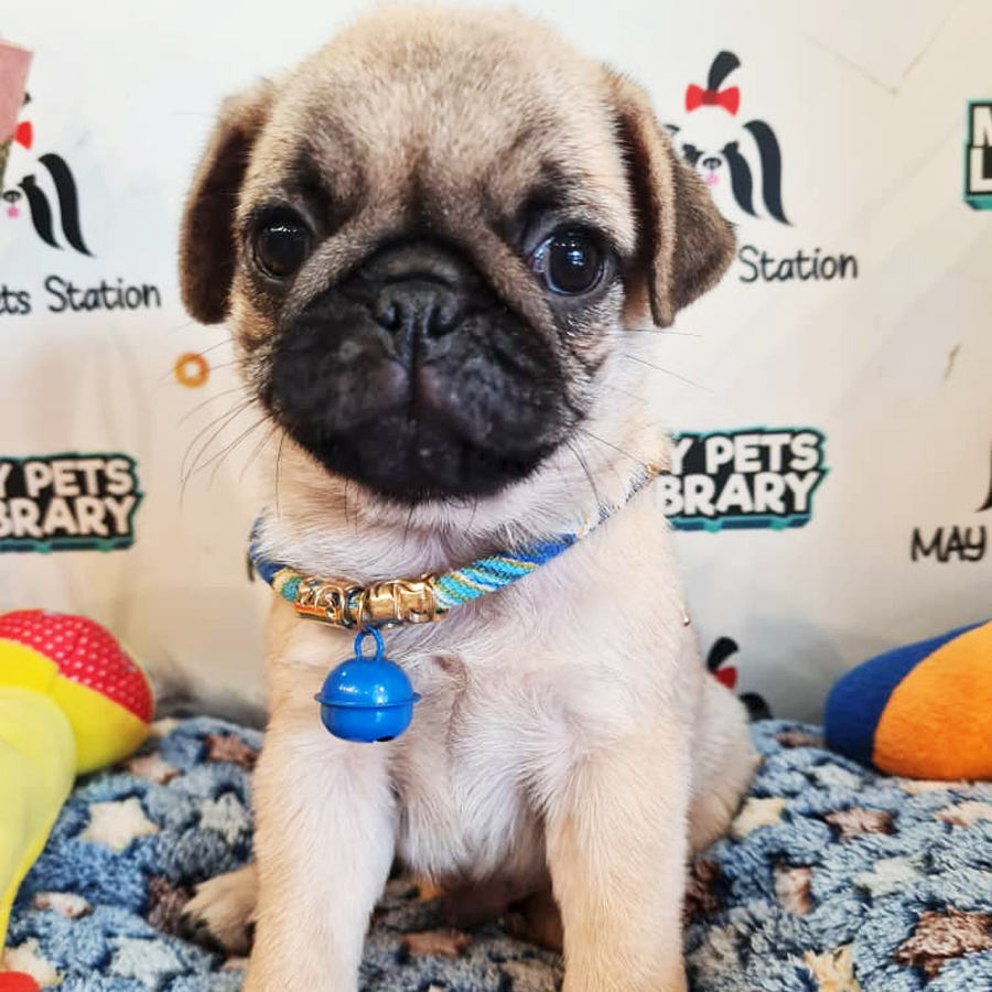 Pug Puppy (Male) For Sale