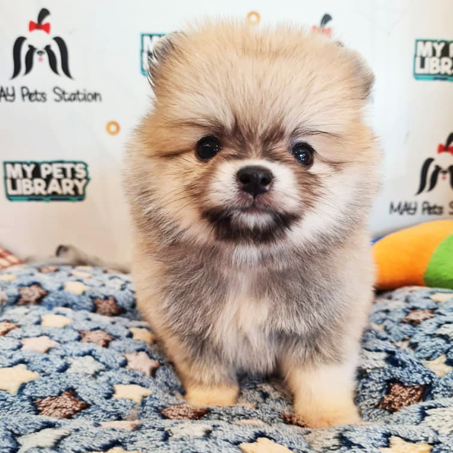 Pomeranian Puppy (Male) For Sale
