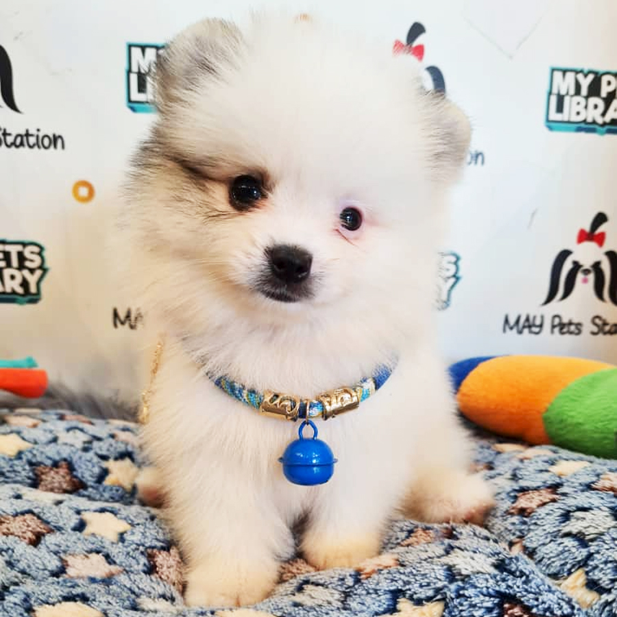 Pomeranian Puppy (Male) For Sale