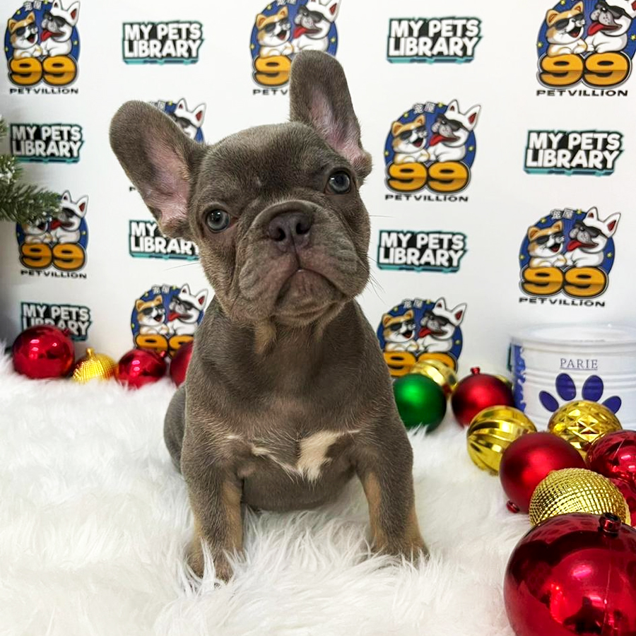 French Bulldog Puppy (Male) For Sale