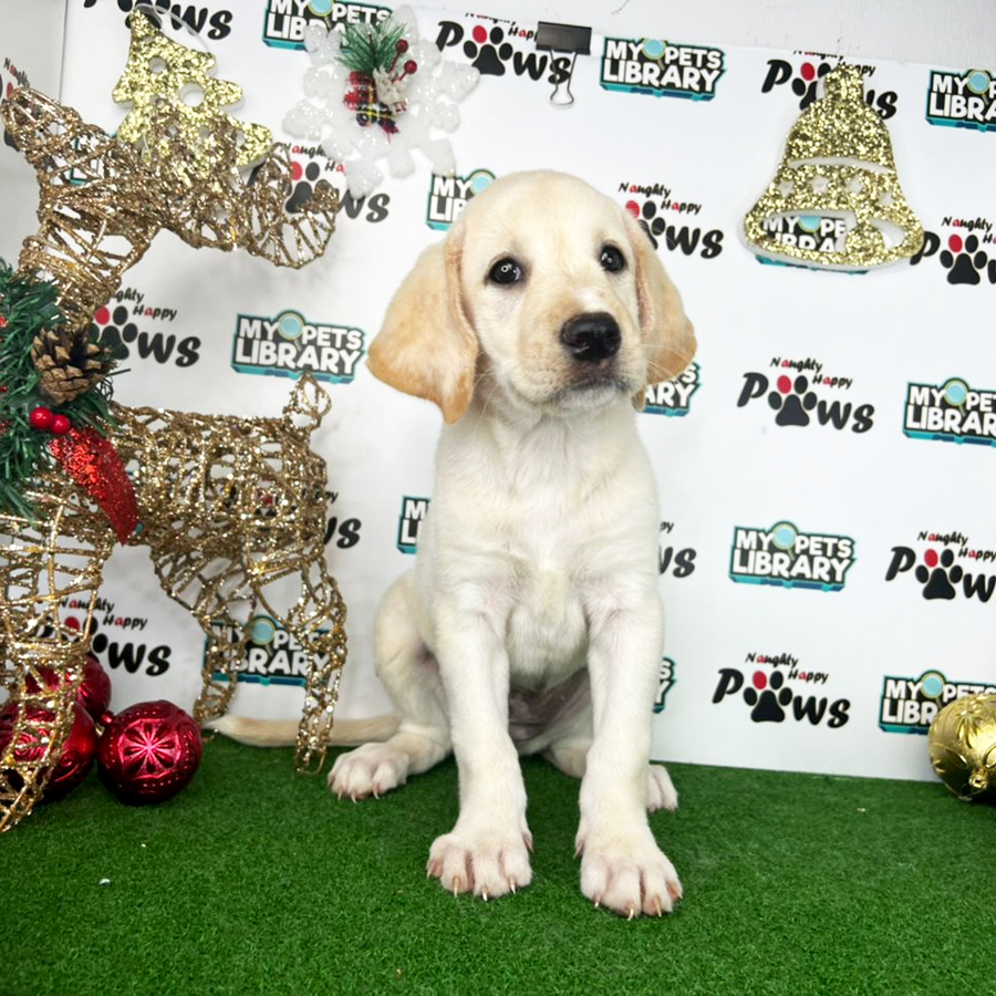 Labrador Retriever Puppy (Female) For Sale