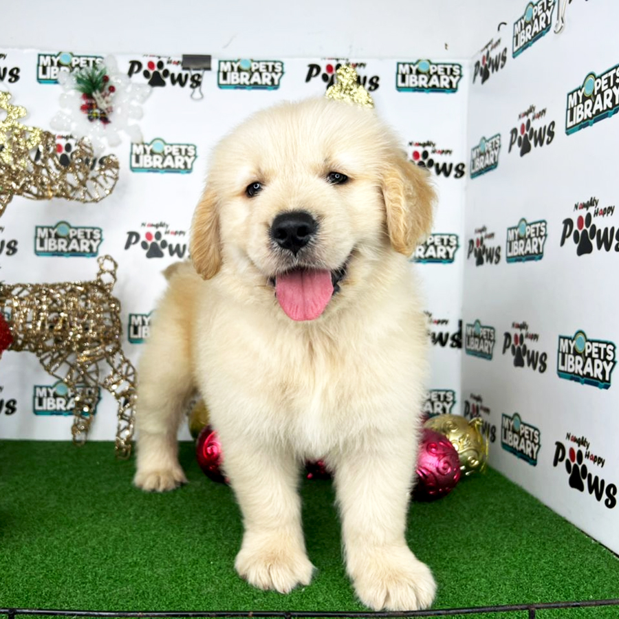 Golden Retriever Puppy (Male) For Sale
