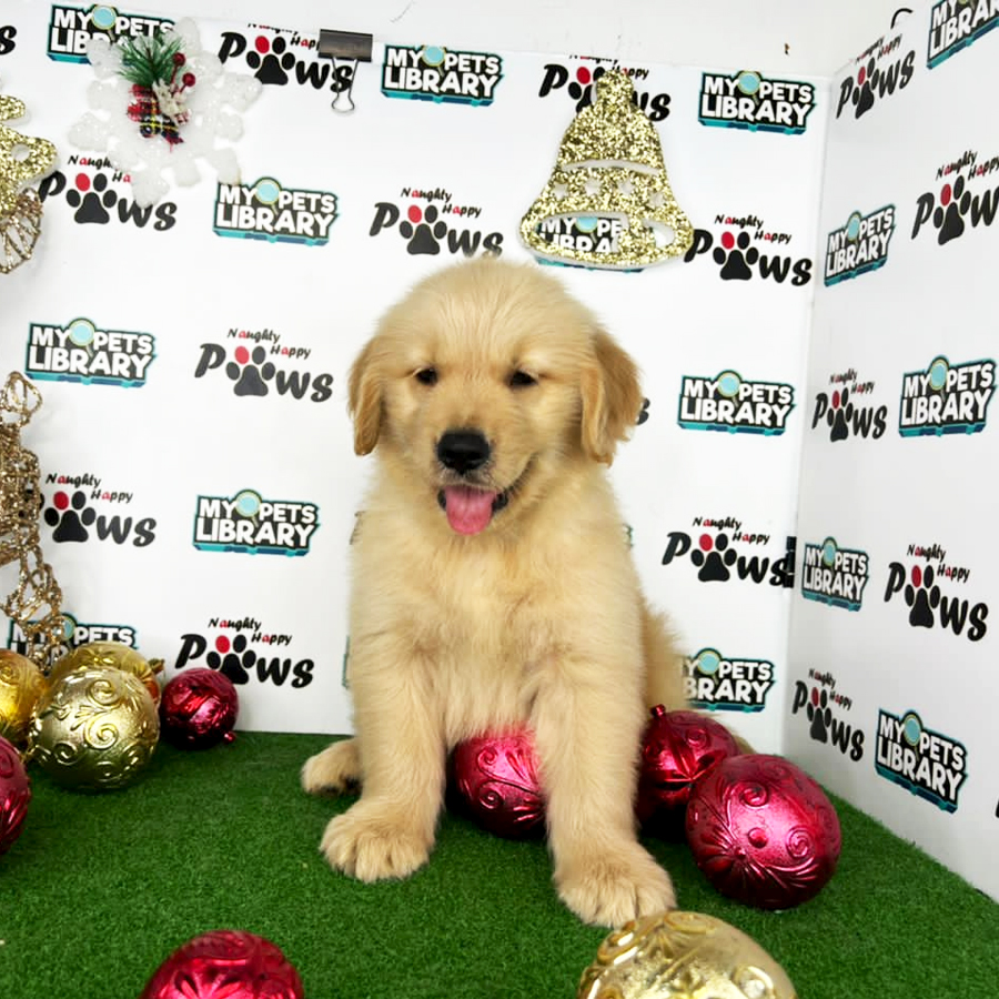 Golden Retriever Puppy (Male) For Sale