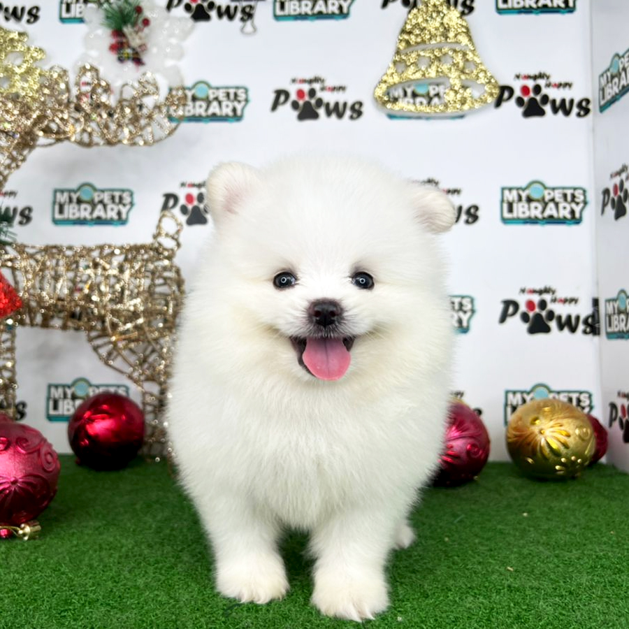 Pomeranian Puppy (Male) For Sale