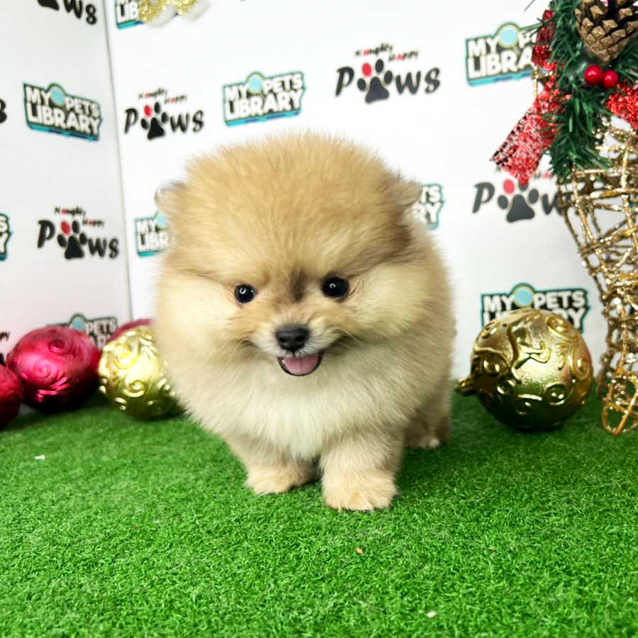 Pomeranian Puppy (Male) For Sale