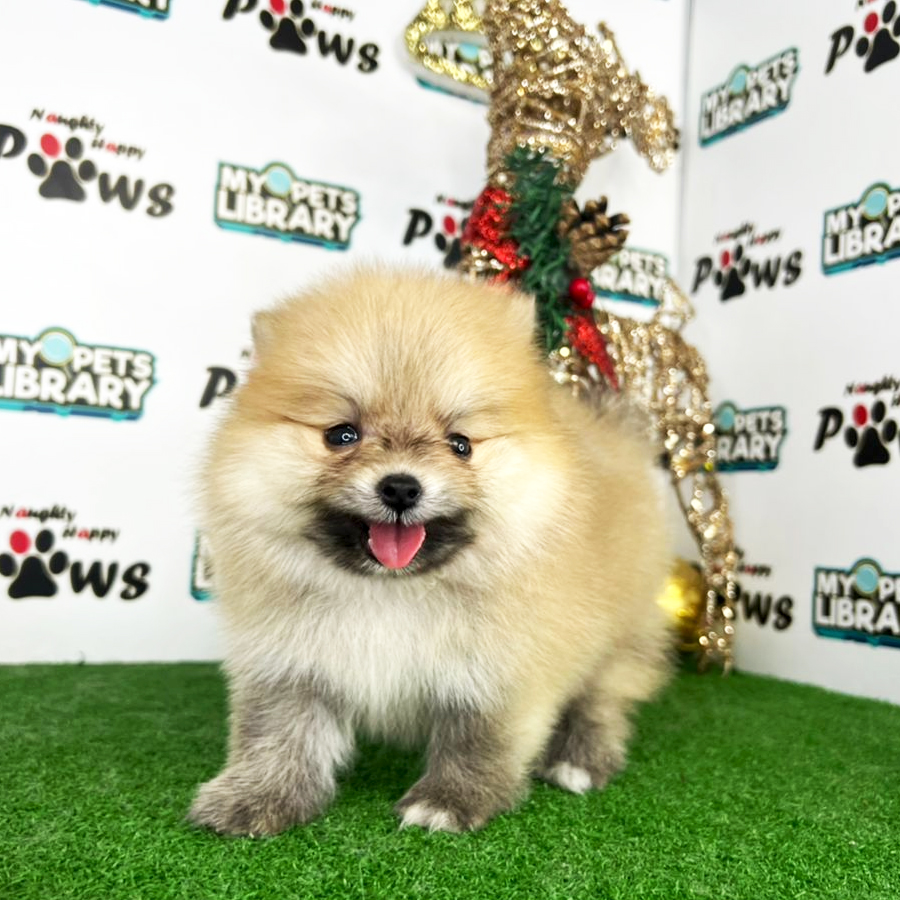 Pomeranian Puppy (Male) For Sale