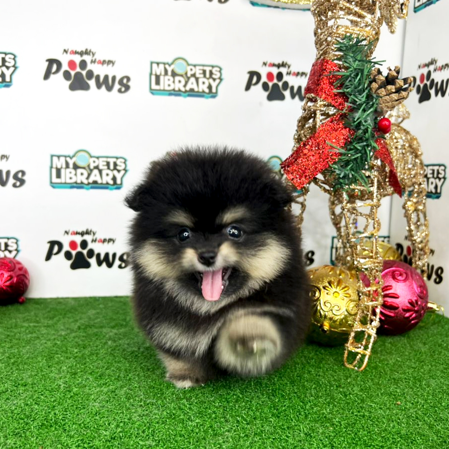 Pomeranian Puppy (Male) For Sale