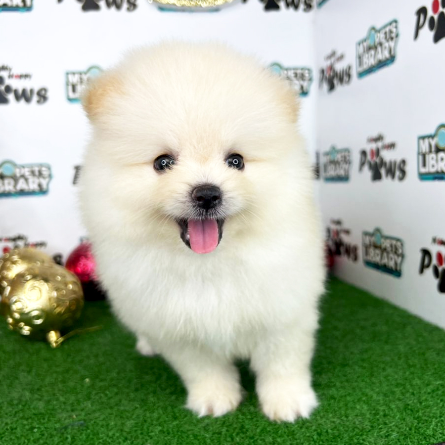 Pomeranian Puppy (Female) For Sale
