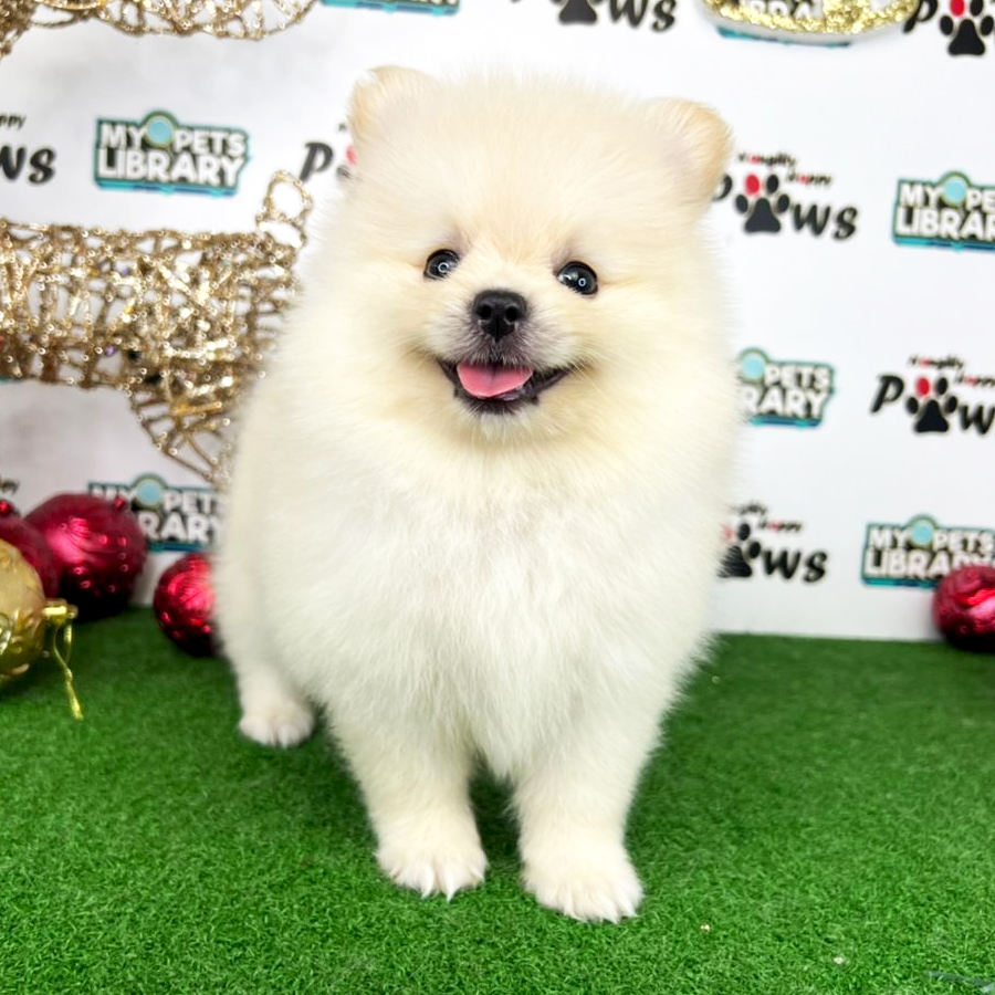 Pomeranian Puppy (Female) For Sale