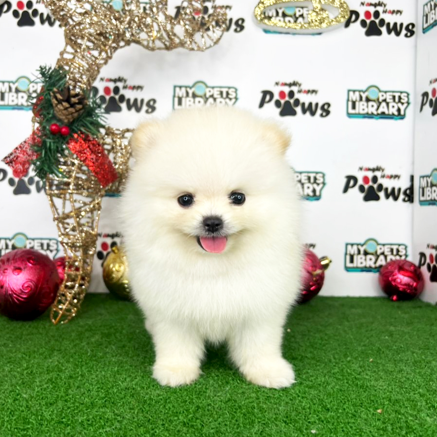 Pomeranian Puppy (Female) For Sale