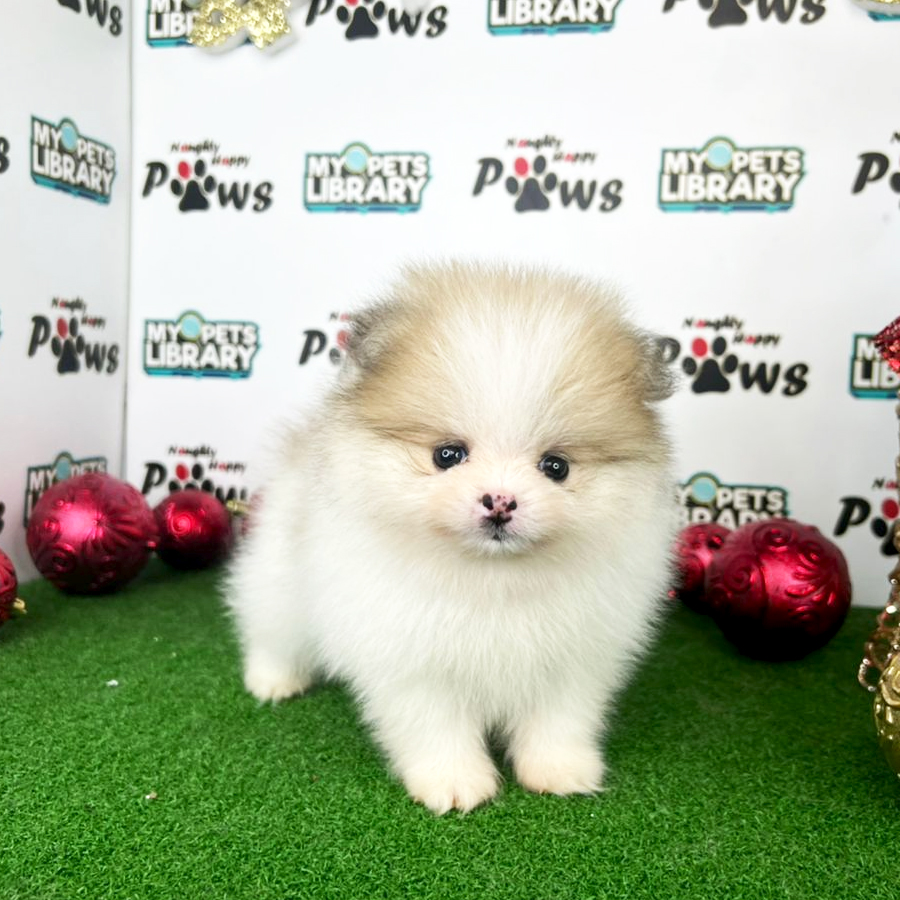 Pomeranian Puppy (Female) For Sale