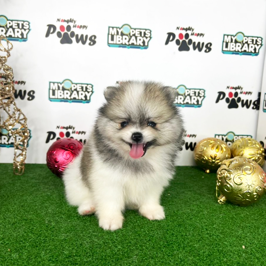 Pomeranian Puppy (Female) For Sale