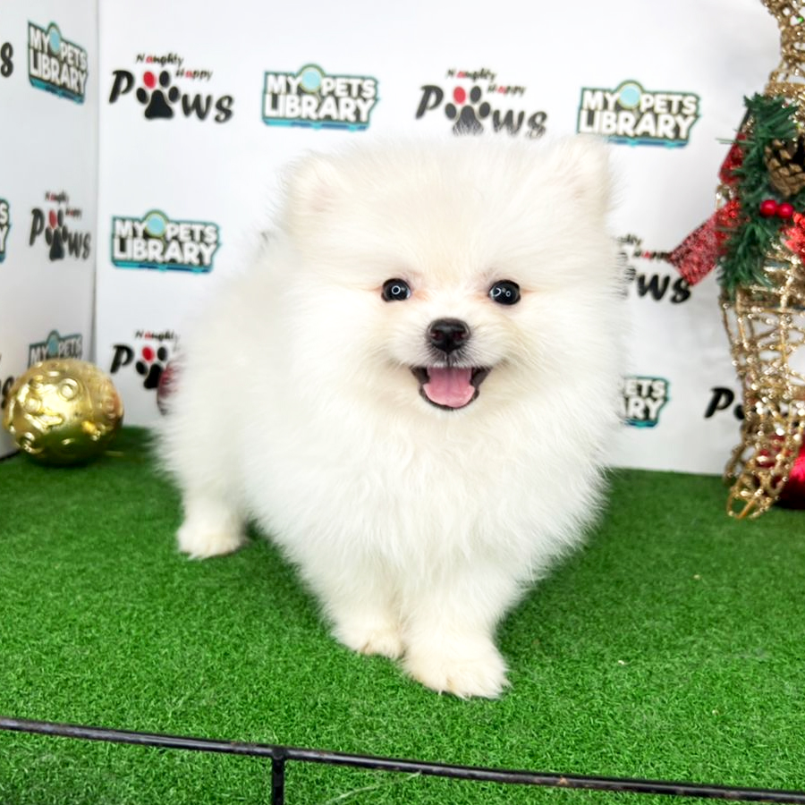 Pomeranian Puppy (Female) For Sale
