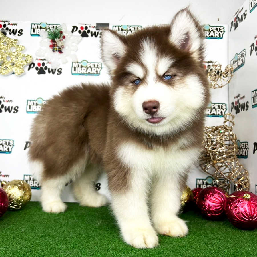 Wooly Husky Puppy (Male) For Sale